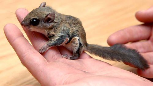 Flying squirrels were being trapped in Florida, driven to Chicago via Atlanta and shipped to South Korea, Florida wildlife officials said while announcing charges against seven people they say ran an illegal wildlife trafficking operation. (Florida Fish and Wildlife Conservation Commission via The New York Times)