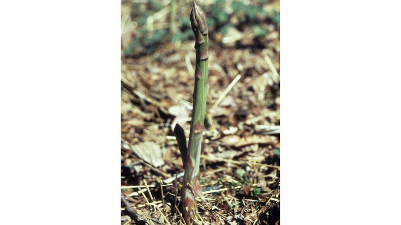 After harvesting mature asparagus spears, snap off all of the small ones, kill the weeds that are left, then allow the asparagus greenery to grow and shade out subsequent weeds. (Walter Reeves for The Atlanta Journal-Constitution)
