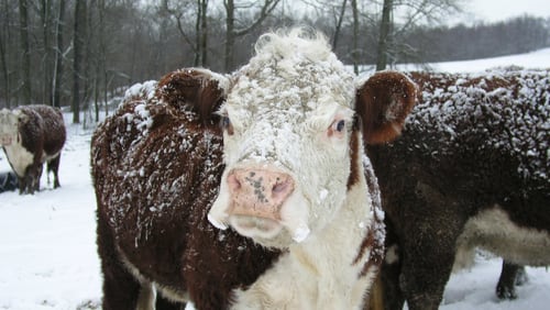 Cows in the snow. (Photo: Paula R. Lively/Flickr/Creative Commons) https://creativecommons.org/licenses/by/2.0/
