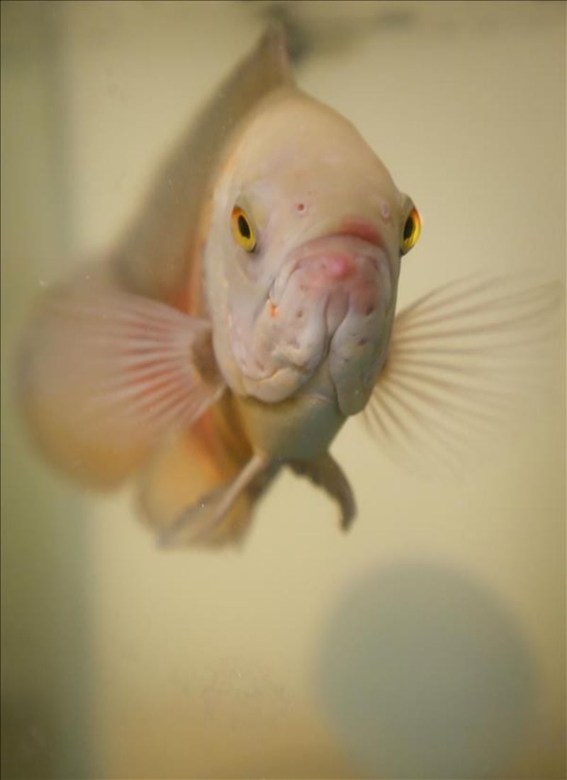 You can adopt a fish at the Gwinnett Animal Shelter.