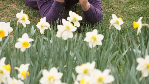 Robert Lutendorf looks for just the right composition amongst the 20 million daffodils during the 5th Annual Daffodil Festival at Gibbs Gardens in Ball Ground, Ga. on Saturday March 19, 2016. STEVE SCHAEFER / SPECIAL TO THE AJC