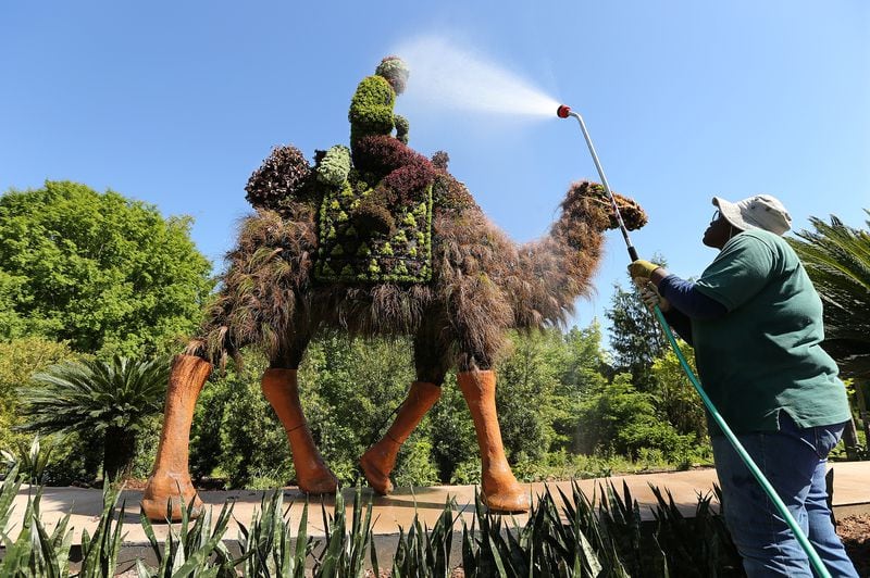 Johnessia Moss waters part of the Camels sculpture in Imaginary Worlds at Atlanta Botanical Gardens on Monday, April 30, 2018, in Atlanta.     Curtis Compton/ccompton@ajc.com