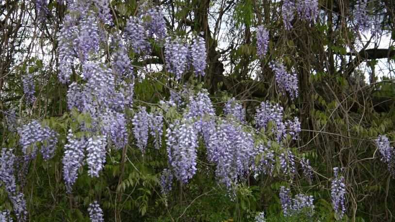 Despite its beautiful flowers, many gardeners find wisteria to be a nuisance. Contributed: Walter Reeves