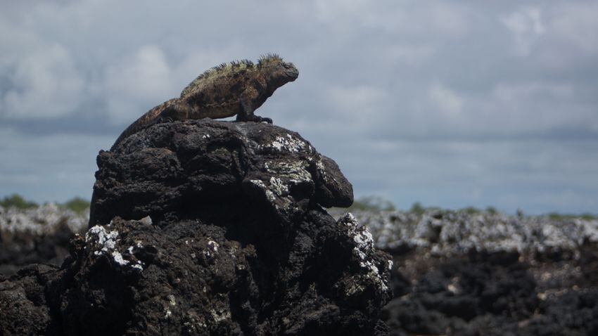 This isn’t Darwin’s Galapagos: wildlife rich, yet tourist friendly