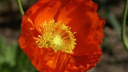 Plant poppy seed when soil is cooling. (Walter Reeves)