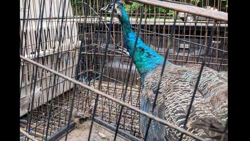 Four peacocks are missing in Milton, the city and police say. One person on Facebook said she saw them in her backyard yesterday.