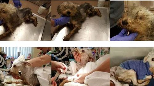 The first three pictures show when Adam first came in. The fourth picture shows the medical staff shaving the schnauzer poodle mix. The fifth picture is Dr. Solveig Evans putting an IV line in the pooch. The sixth picture was taken Friday with Adam shaved and receiving fluids.