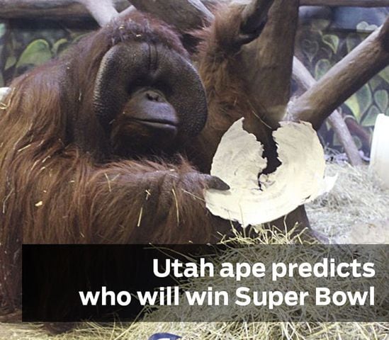 Utah ape predicts Super Bowl winners