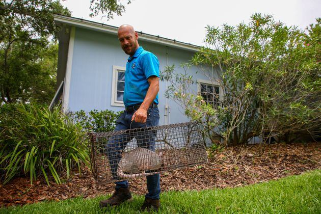 Wildlife trapper Chris Walsh, with Pro Wildlife Removal in Trinity, Florida, removes an armadillo he trapped at a home in Largo. Armadillos can carry the bacteria that cause leprosy in humans, so scientists urge people not to play with them and to use gloves when handling soil in areas where the armored mammals live. (Douglas R. Clifford/Tampa Bay Times)