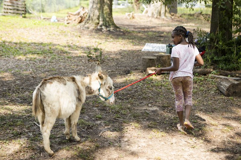 Jana Stewart leads a donkey during summer camp at Our Giving Garden on Wednesday, June 7, 2023, in Mableton, Georgia. Our Giving Garden is a nonprofit community garden that donates fresh produce to families without access to it. CHRISTINA MATACOTTA FOR THE ATLANTA JOURNAL-CONSTITUTION.