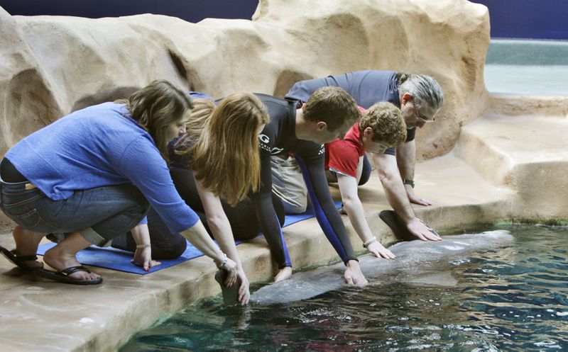 Senior trainer Lloyd Dodge (center) gets the Bernstein family, Melissa (from left), Emily, Zack and Michael, some hands on time with a dolphin.