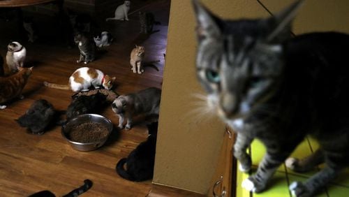 At least 11 cats have been killed and mutilated this week, authorities said.