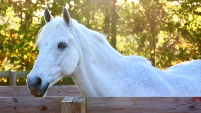 Horses can be startled and panicked by fireworks, leading to injuries to themselves or people, Milton warns in advance of the Fourth of July holiday. CITY OF MILTON