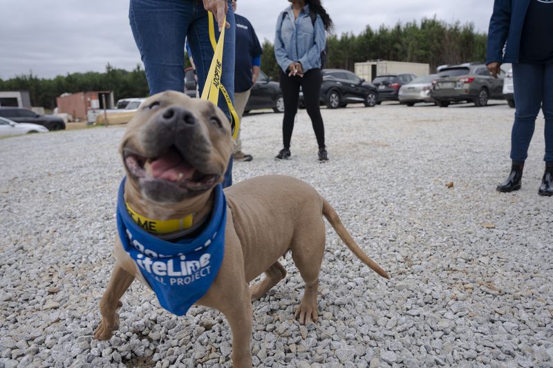 Lifeline Animal Project's representative dog, Brandy, excitedly greets the crowd at the Topping off Ceremony for the new animal shelter that is set to open this fall in Fulton County, on Friday, May 19, 2023.  Brandy is currently one of many dogs up for adoption. (Olivia Bowdoin for the Atlanta Journal Constitution).