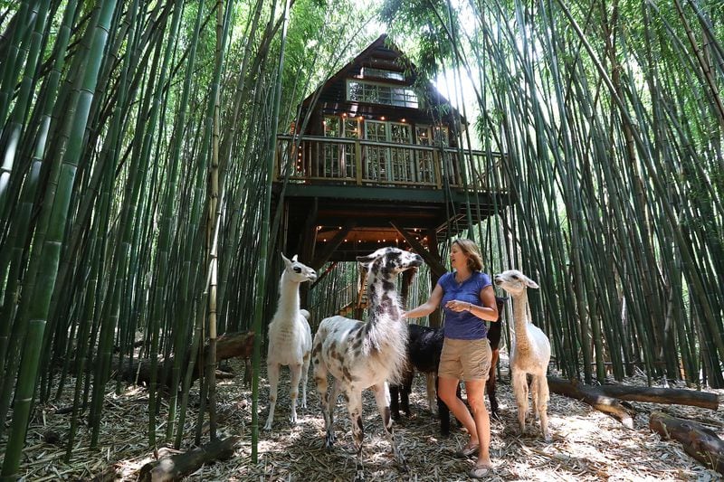June 3, 2019 Atlanta: Kara OâBrien with her llamas and alpacas beneath the alpaca treehouse where guests stay overlooking a bamboo forest on her Airbnb properties on Monday, June 3, 2019, in Atlanta.  Curtis Compton/ccompton@ajc.com