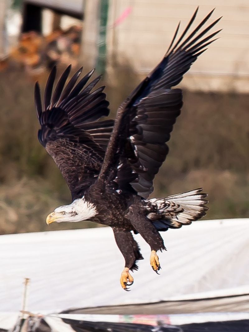An American bald eagle takes flight at White Oak Pastures.