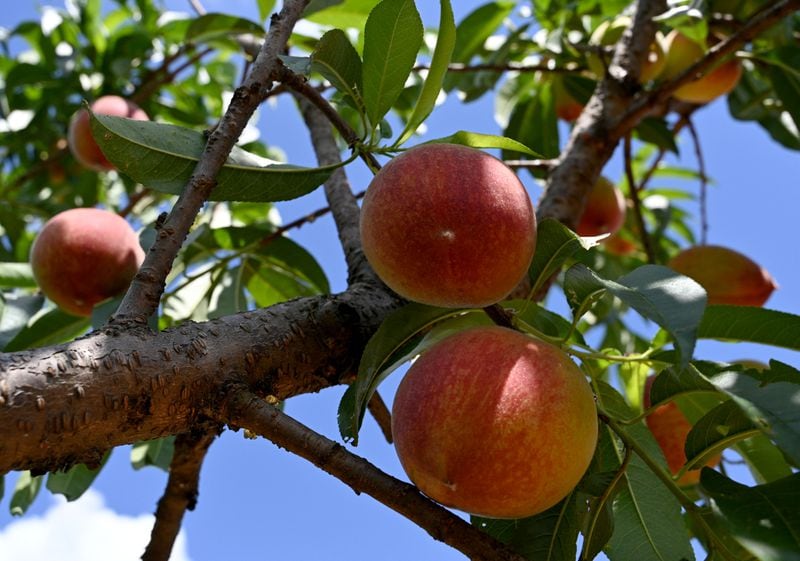 Ripe peaches hang on the tree at Pearson Farm, Wednesday, May 1, 2024, in Fort Valley. After Georgia peach growers lost nearly their entire crop in 2023, favorable winter and spring conditions have led to a full crop of Georgia's trademark fruit. (Hyosub Shin / AJC)