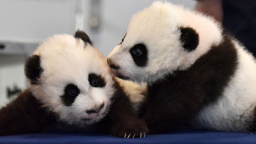 Parking at Zoo Atlanta to see twin pandas Xi Lun (left) and Ya Lun will cost you in the future. A new parking garage in the works for the zoo won’t be free like the current surface lot most visitors currently use. HYOSUB SHIN / HSHIN@AJC.COM