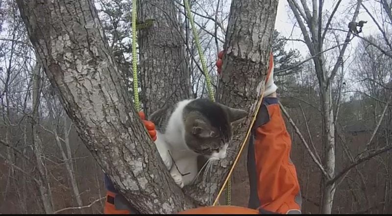 Mr. Kitty, up 65 feet in a sweet gum tree, wasn’t too happy when approached by Normer Adams, who later discovered that the cat left a little deposit in his rescue bag.