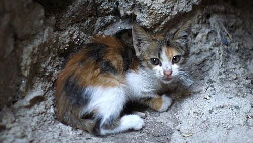 Public Health officials warn against capturing or feeding feral cats. A stray cat like this one recently bit and scratched three people and a family dog in Forsyth County and subsequently tested positive for rabies. AJC FILE