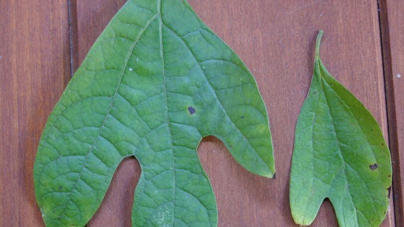Sassafras leaves are easy to spot. They can have two, three, or zero lobes. CONTRIBUTED BY WALTER REEVES