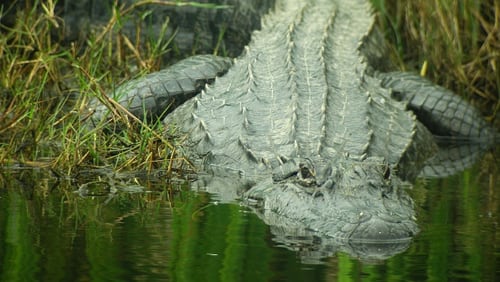 An alligator, similar to one that attacked a Florida man, is pictured here slithering into the water. The man’s sustained a severe injury on his foot, according to a witness.