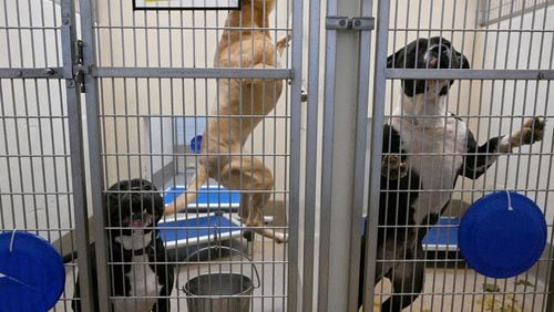 Two dogs are held in a cage on left and poop is shown on a cage on right at the Dekalb County Animal Services, Thursday, October 5, 2023, in Chamblee. The DeKalb shelter is run by a nonprofit contractor, Lifeline. But lately, severe overcrowding has led to higher euthanasia rates and urgent pleas for people to adopt or foster to get dogs out of the shelter. (Hyosub Shin / Hyosub.Shin@ajc.com)