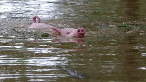 New regulations are in the works after the deaths of at least seven of the famous swimming pigs on an island in the Bahamas. The pigs are similar to the swimming pig pictured above.