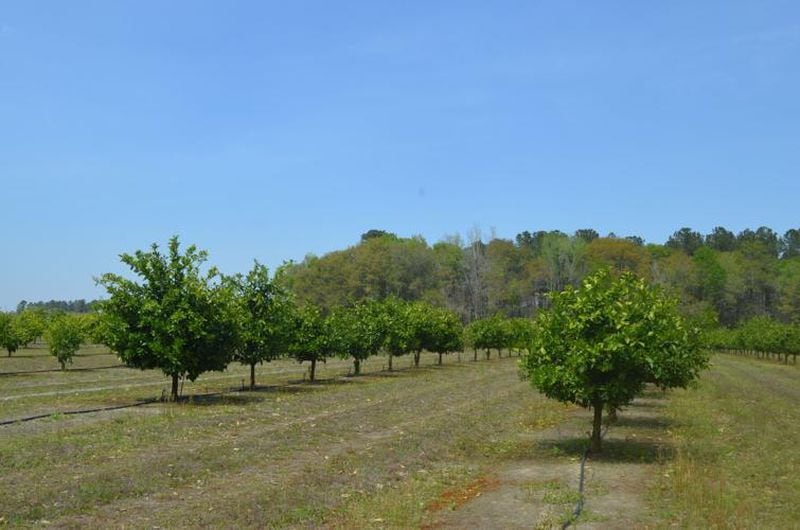 Lee County farmer Justin Jones has 70 acres of citrus trees on his farm in Smithville, Georgia. (Photo Courtesy of Lucille Lannigan)