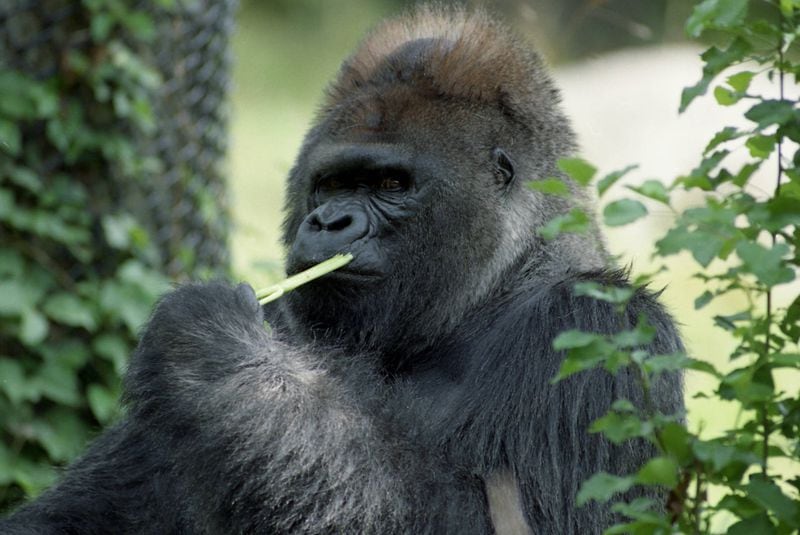 Gorilla Willie B. eating celery on his 34th birthday, July 18, 1992. STAFF PHOTO