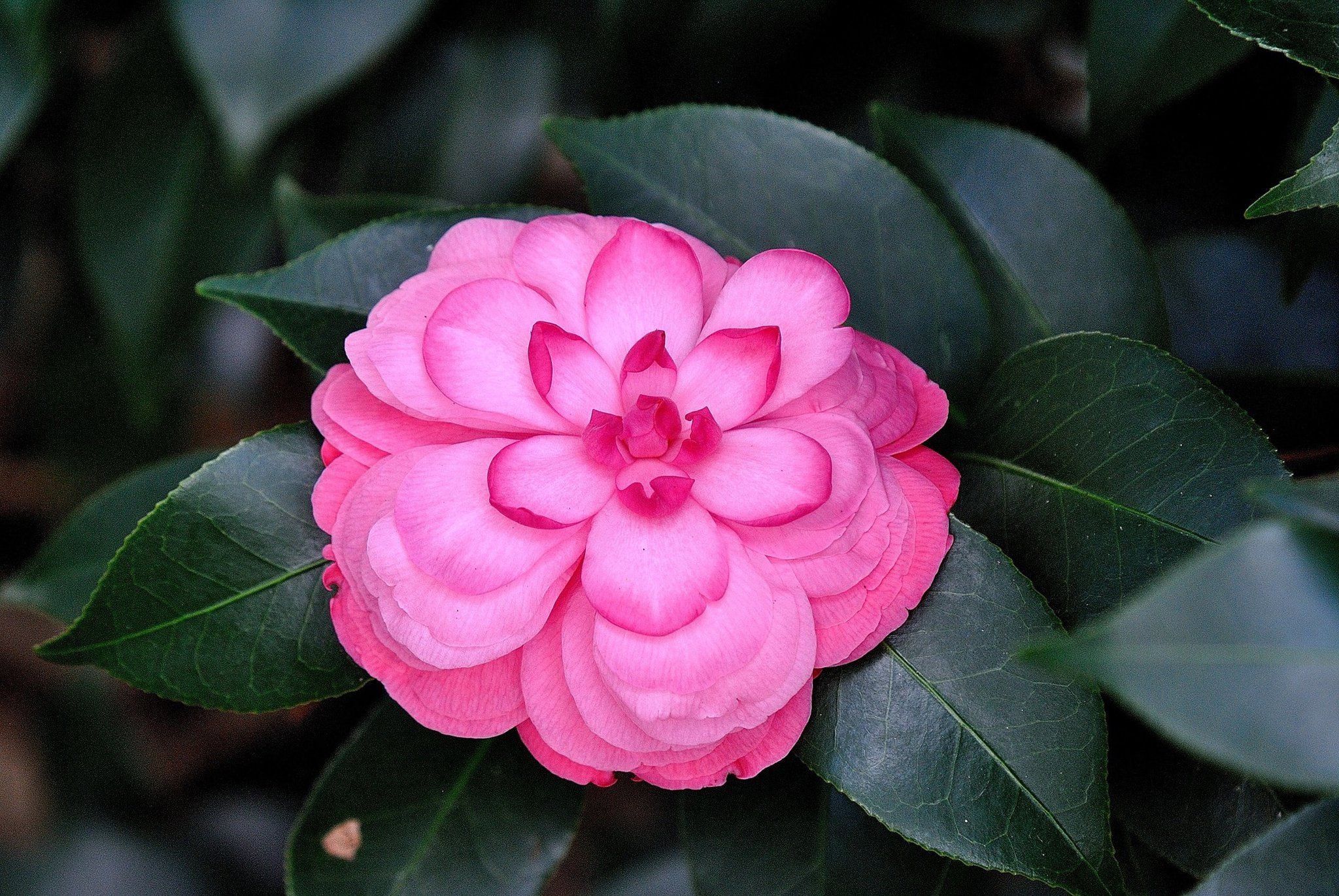 camellia　 PINK Camellia 'april Remembered' - A Cold Hardy Camellia