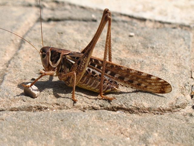 Gopher cricket