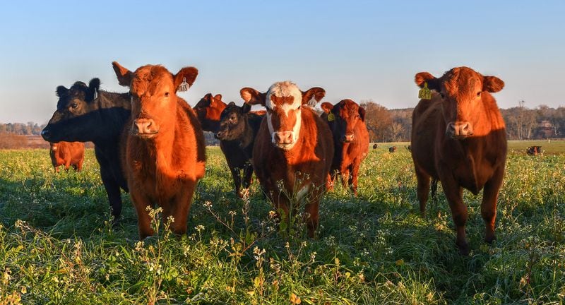 Young heifer calves graze in themorning light at Deep Grass Graziers in Fitzgerald. (CHRIS HUNT FOR THE ATLANTA JOURNAL-CONSTITUTION)