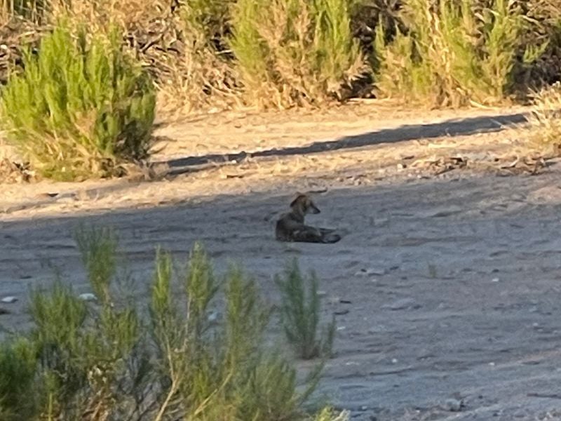 A coyote in Sonoran Desert spotted by AJC subscriber and Georgia-to-Arizona transplant Merrill Kemp-Wilcox on her morning walk. (Courtesy photo)