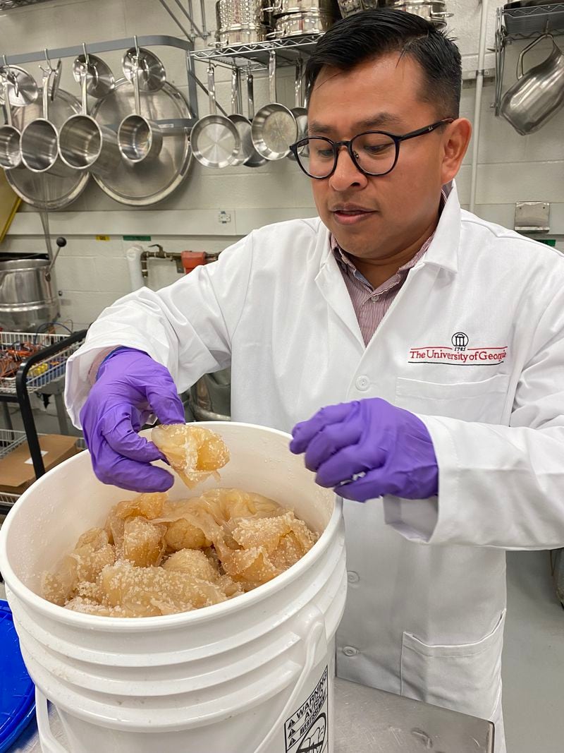 UGA food scientist Kevin Mis Solval holds cured Georgia cannonball jellyfish. Mis Solval and his colleagues are researching ways to turn the Georgia jellyfish into a viable product based on its high collagen content. (Ligaya Figueras / ligaya.figueras@ajc.com)