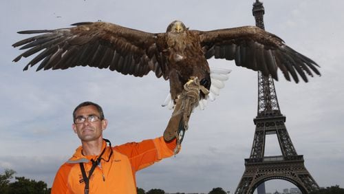 French falconer Jacques Olivier Travers presents a white-tailed eagle which has just flown from the top of the Eiffel Tower to the Trocadero gardens, on September 28, 2014 in Paris, during a presentation of several endangered raptor species.