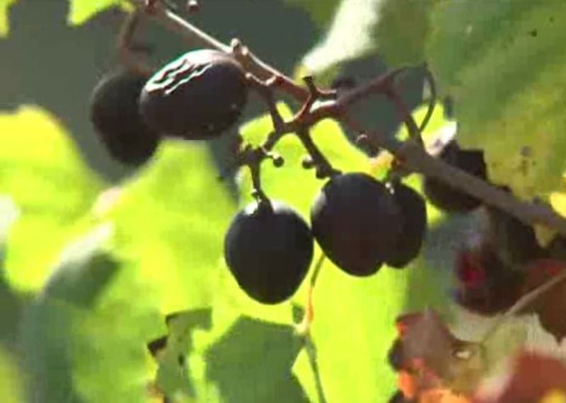 The grapes were in danger of dying on the vine if they weren’t harvested.