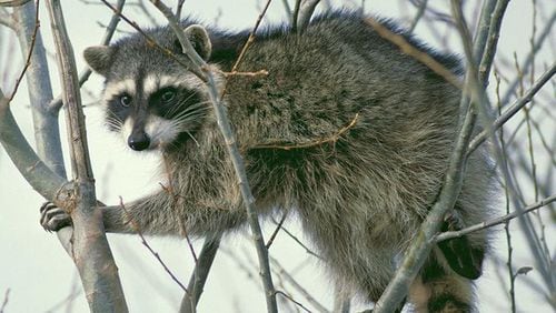 When visiting Lake Lanier, officials say, watch out for unfamiliar animals acting strangely after a raccoon in the area tested positive for rabies. AJC FILE/U.S. FISH AND WILDLIFE SERVICE