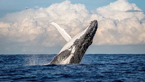 Breaching is common among whales and can be a form of communication, according to experts on sea animal behavior.