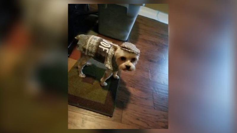 A Stockbridge man said his 7-year-old Yorkie was mauled and killed by a neighbor's pit bull during a Sunday morning walk.  The man then shot the larger dog several times, killing it.