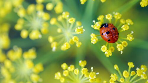 Find out why ladybugs are great for the garden at free classes this weekend at local Pike Nursery locations.