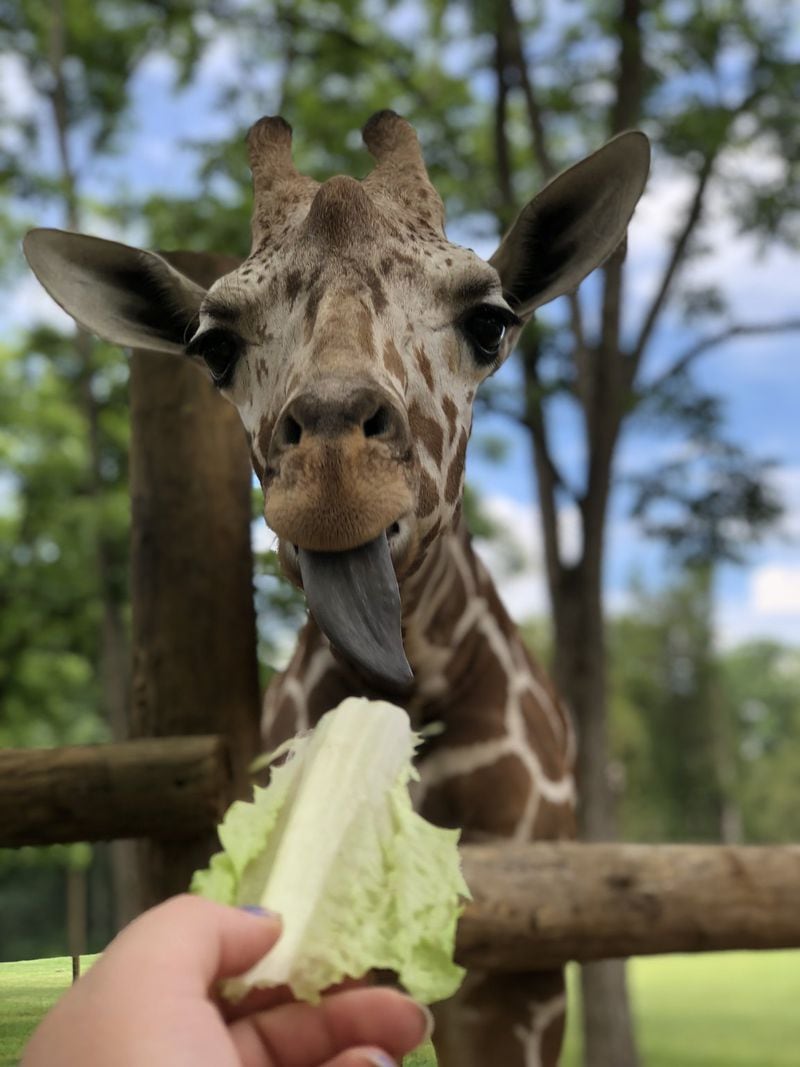 A visitor feeds a giraffe at the Alabama Safari Park in Hope Hull, Ala. Contributed by Alabama Safari Park