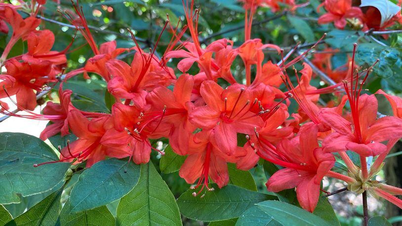 Native Azaleas are just one of many plants on sale at the Chattahoochee Nature Center's Spring Native Plant Sale. COURTESY CHATTAHOOCHEE NATURE CENTER