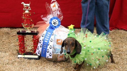 Peanut was chosen best in show in a past Reindog Parade. The parade is an annual cavalcade of canine fashion at the Atlanta Botanical Garden. Photo: Atlanta Botanical Garden