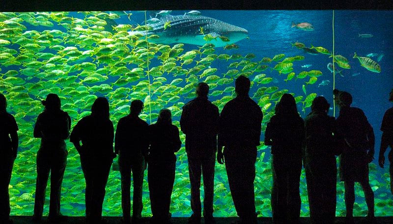 The Georgia Aquarium (file photo) (RICH ADDICKS/AJC staff)