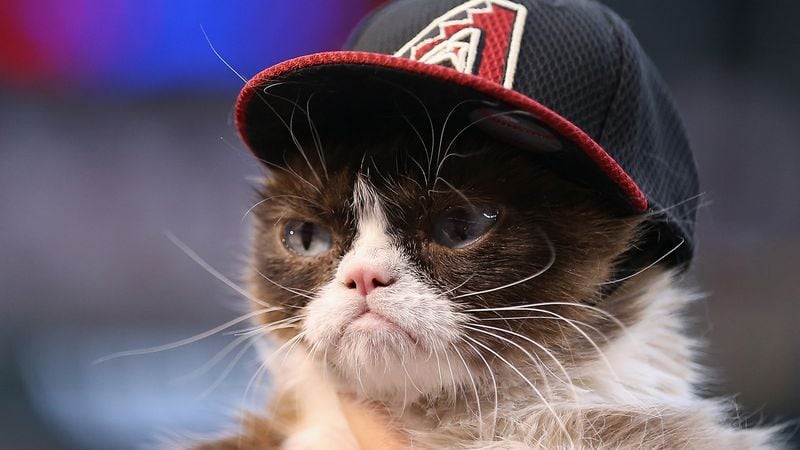 'Grumpy Cat' on the field before the MLB opening day game between the Colorado Rockies and the Arizona Diamondbacks at Chase Field on April 4, 2016, in Phoenix, Arizona.