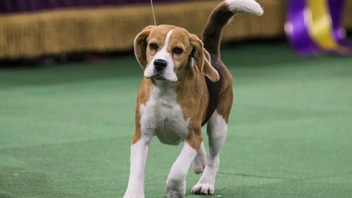 A beagle scored some points with fans Monday with her distracted take on the agility course at the Westminster Dog Show (not pictured). (Photo: Andrew Burton/Getty Images)