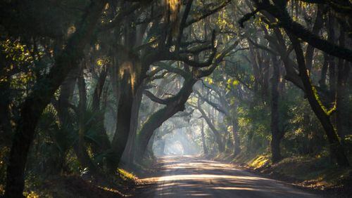 Jim Poole submitted this picture taken outside of Charleston S.C. He said it was 10:30 a.m. and “the lighting was perfect.” The image could be part of the Avenue of Oaks, a drive lined by old oak trees dripping with Spanish moss.
