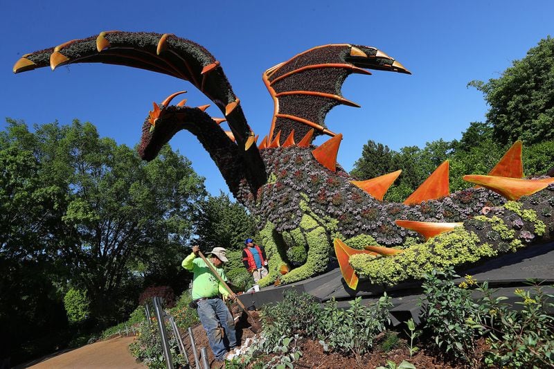 Workers put the finishing touches on the sleeping princess and dragon sculpture, one of the delicate works of art in the “Imaginary Worlds” exhibit at Atlanta Botanical Garden. CURTIS COMPTON/CCOMPTON@AJC.COM