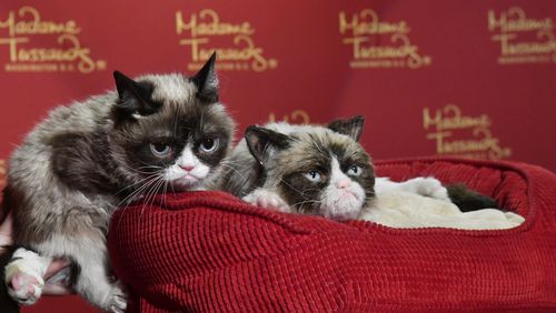 WASHINGTON, DC - SEPTEMBER 28: Internet phenomenon Grumpy Cat brings her iconic "No Face" to Madame Tussauds Washington, DC for a meet-and-greet with fans at Madame Tussauds on September 28, 2016 in Washington, DC. (Photo by Larry French/Getty Images for Getty Images for Madame Tussauds)